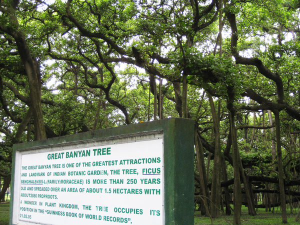 Calcutta Great Banyan Tree